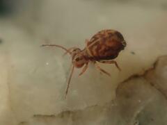 Dicyrtomina ornata