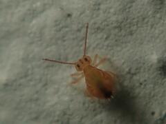 Dicyrtomina ornata
