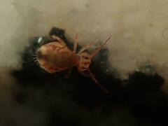 Dicyrtomina ornata