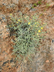 Verbascum spinosum