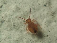 Dicyrtomina ornata