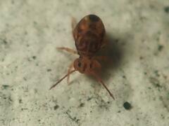 Dicyrtomina ornata