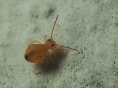 Dicyrtomina ornata