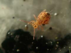 Dicyrtomina ornata