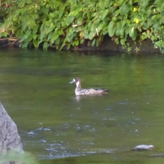 Speculanas specularis