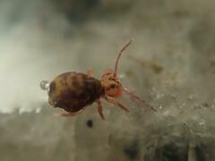 Dicyrtomina ornata