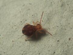 Dicyrtomina ornata
