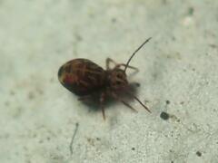 Dicyrtomina ornata