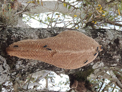 Synoeca septentrionalis