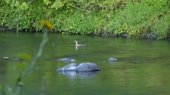 Speculanas specularis