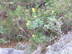 Galphimia glauca