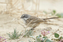 Artemisiospiza nevadensis