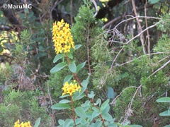 Galphimia glauca