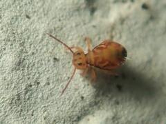Dicyrtomina ornata