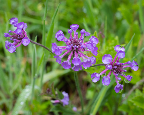 Verbena rigida
