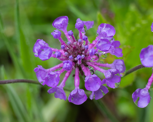 Verbena rigida