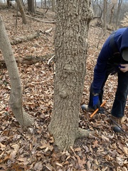 Phellodendron amurense