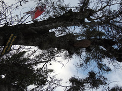 Synoeca septentrionalis