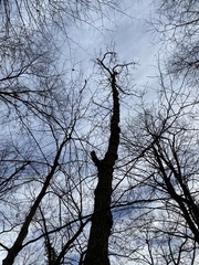 Phellodendron amurense