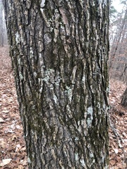 Liquidambar styraciflua