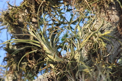 Tillandsia caput-medusae
