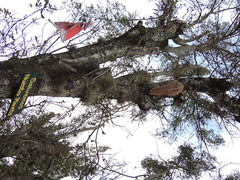 Synoeca septentrionalis