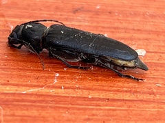 Arhopalus ferus