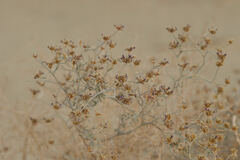 Psorothamnus emoryi emoryi