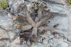 Eulychnia breviflora