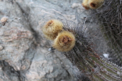 Eulychnia breviflora