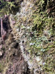 Cladonia fimbriata