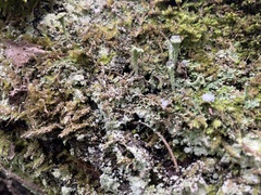 Cladonia fimbriata