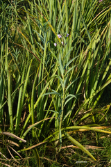 Solanum glaucophyllum