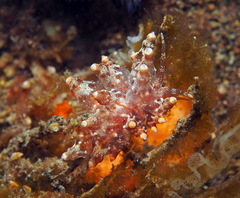 Eubranchus