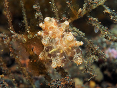 Eubranchus ocellatus