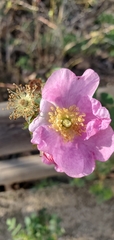 Rosa californica