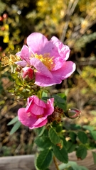Rosa californica