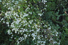 Lantana velutina