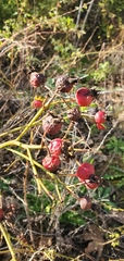 Rosa californica