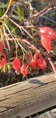 Rosa californica