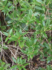 Metrosideros umbellata