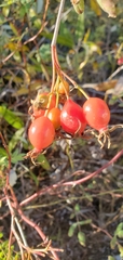 Rosa californica