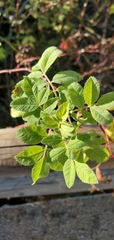 Rosa californica