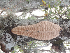 Synoeca septentrionalis