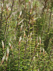 Leptecophylla juniperina