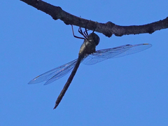 Coryphaeschna adnexa