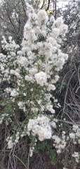 Baccharis pilularis