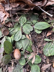 Antennaria solitaria