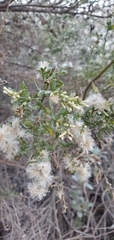 Baccharis pilularis