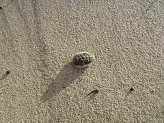 Chitonoidea